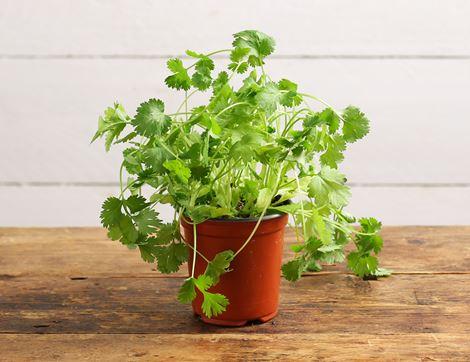 Coriander Plant