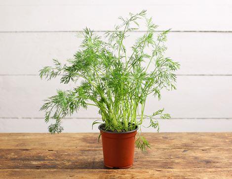 Dill Plant