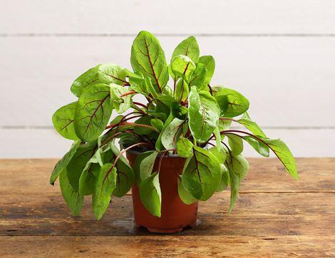 Sorrel Plant