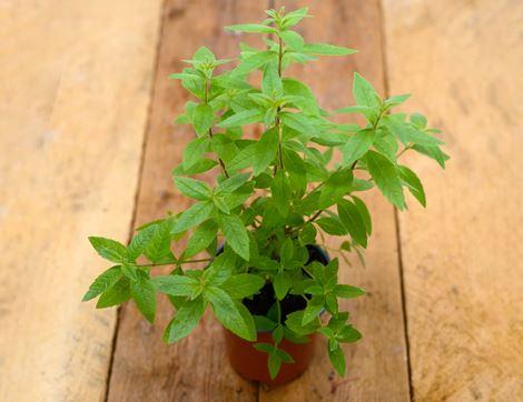 Lemon Verbena Plant