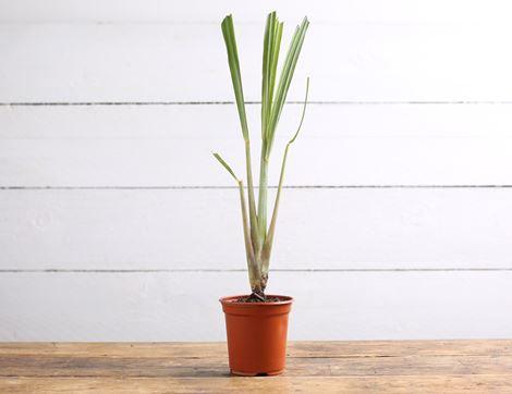 Lemongrass Plant