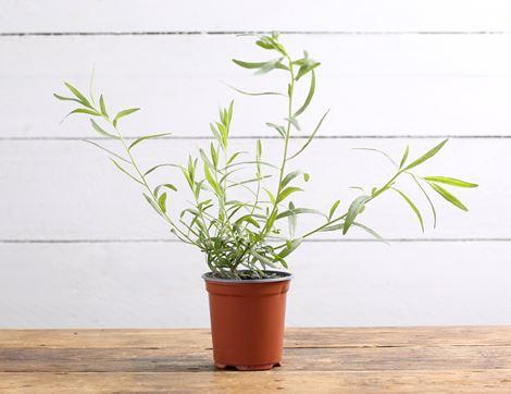 Tarragon Plant