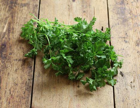 Parsley, Curly Leaf