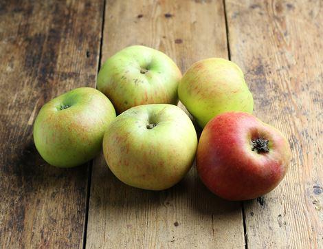 English Bramley Cooking Apples