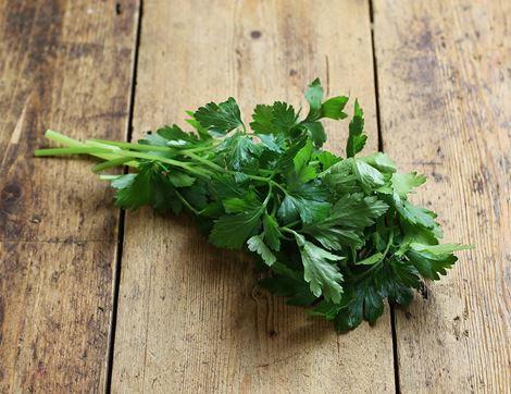 Parsley, Flat Leaf