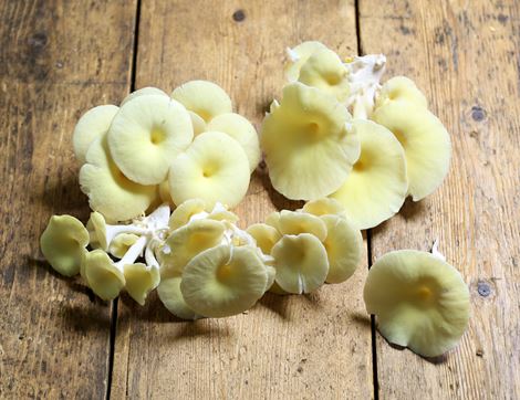 Golden Oyster Mushrooms, Organic (150g)
