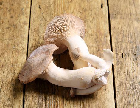 King Oyster Mushrooms