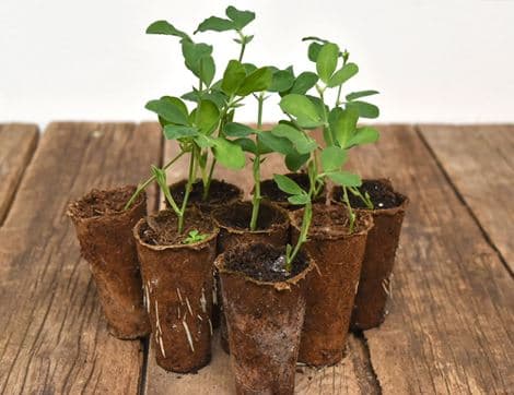 Plug Plants, Sweet Peas