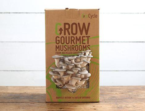 Oyster Mushroom Growing Kit