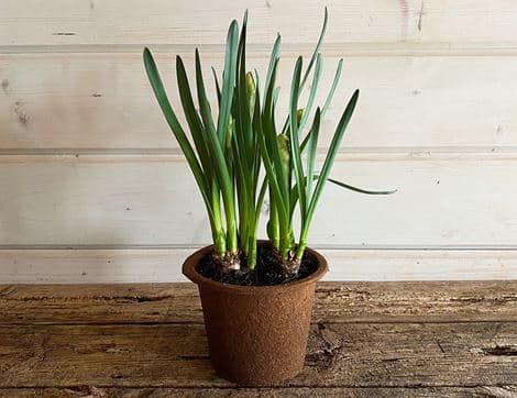 British Narcissi Plant