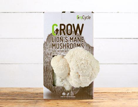 Lion's Mane Mushroom Growing Kit