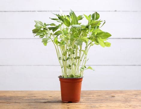 Thai Basil Plant