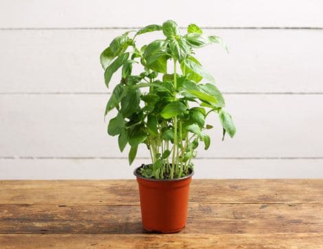 Basil Plant