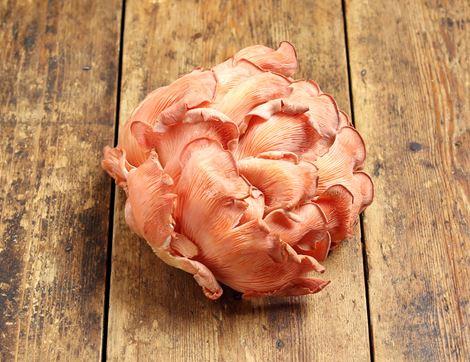 Pink Oyster Mushrooms