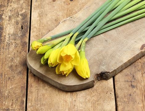 Daffodil Bunch