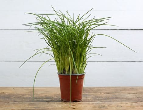 Chives Plant, Organic