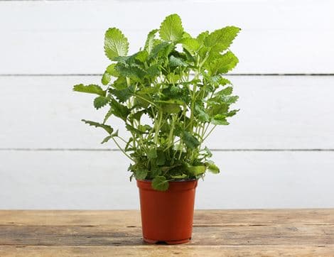 Lemon Balm Plant