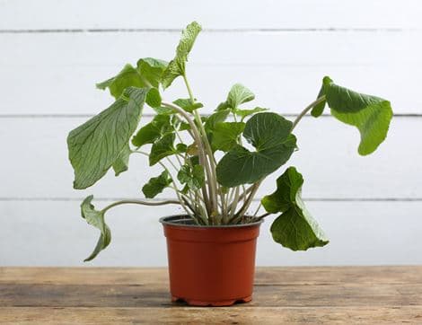 Wasabi Japonica Plant