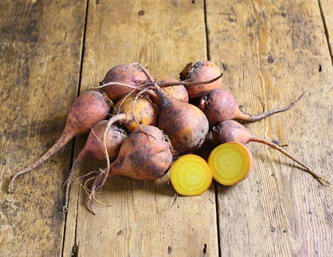 Golden Beetroot