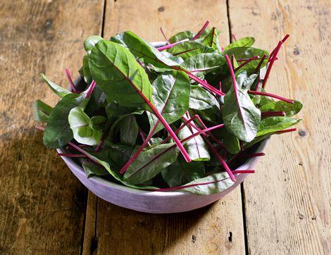 Baby Red Chard