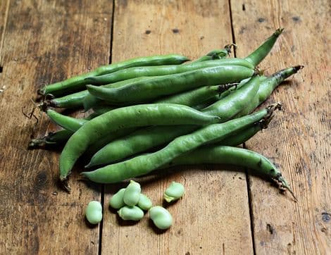 Broad Beans