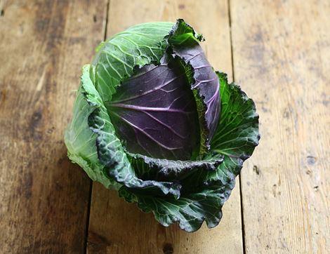 January King Cabbage