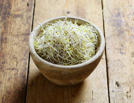 Alfalfa Sprouts