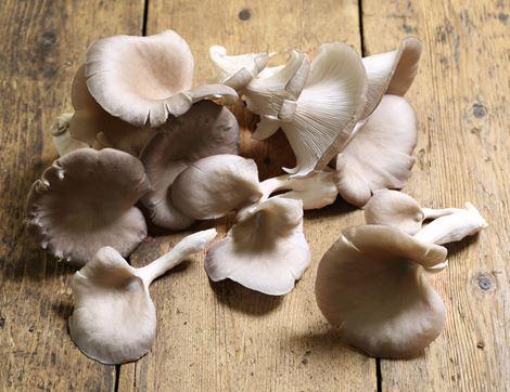 Oyster Mushrooms