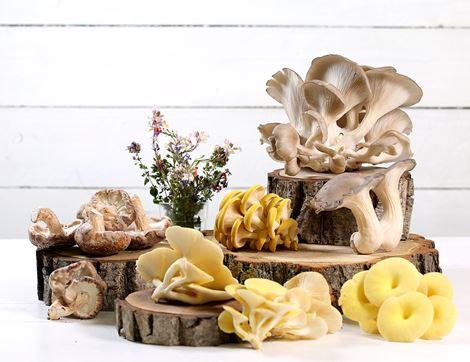 Golden Oyster Mushrooms