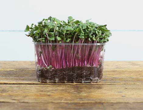 Micro China Rose Radish Sprouts