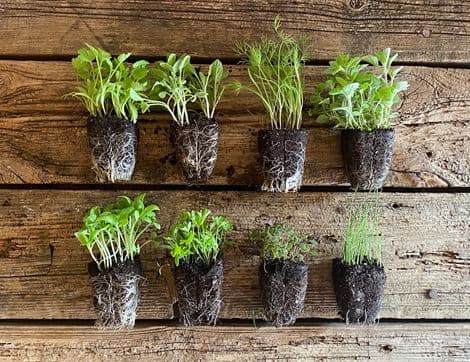 Plug Plants, Herb Collection