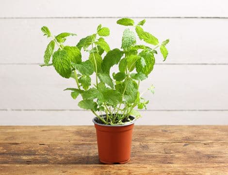 Mint Plant, Organic