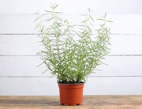 Rosemary Plant, Organic