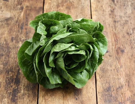 Cos Lettuce