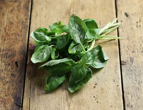 Basil