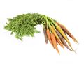 Bunched Rainbow Carrots