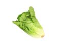 Green Mini Romaine Lettuce