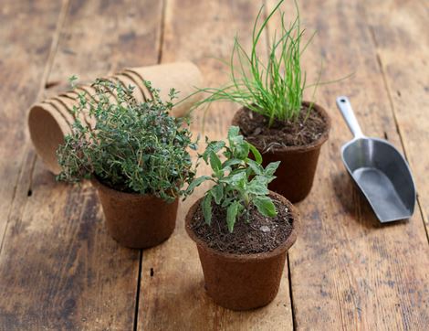 Potted Thyme Plant, Organic, Organic Blooms