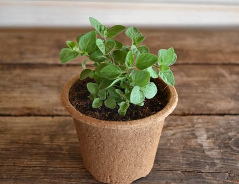 potted oregano plant organic blooms