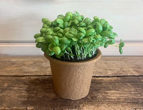 potted basil plant organic blooms