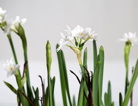 British Scented White Narcissi Plant, Organic Blooms