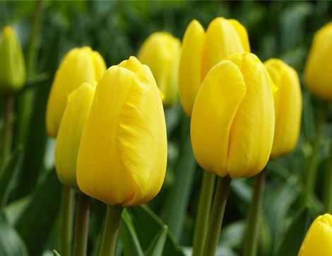 Organic ‘Novi Sun’ Tulip Bulbs, Natural Bulbs, (7 Bulbs) | Abel & Cole