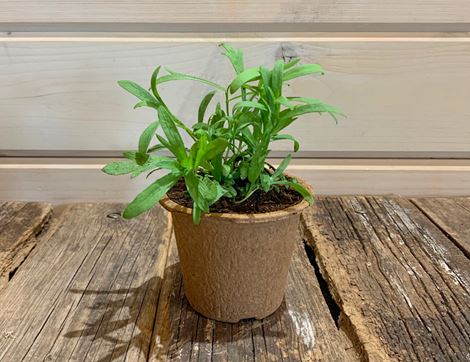 potted tarragon plant organic blooms