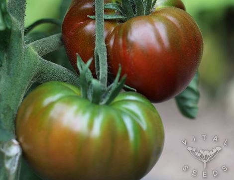 Tomato Seeds, Paul Robeson, Organic, Vital Seeds