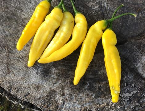 Chilli Seeds, Lemon Drop, Organic, Vital Seeds