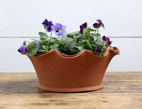 spring viola planter organic blooms