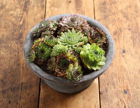 Mixed Succulent Planter Organic Blooms