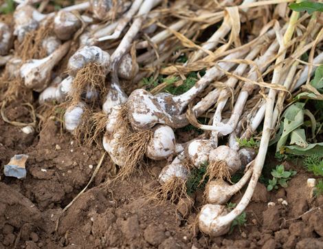 english garlic the garlic farm