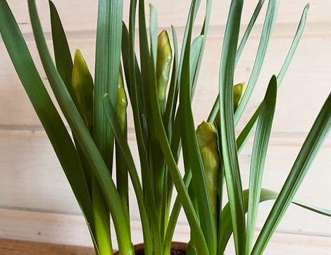 British Narcissi Plant, Organic Blooms