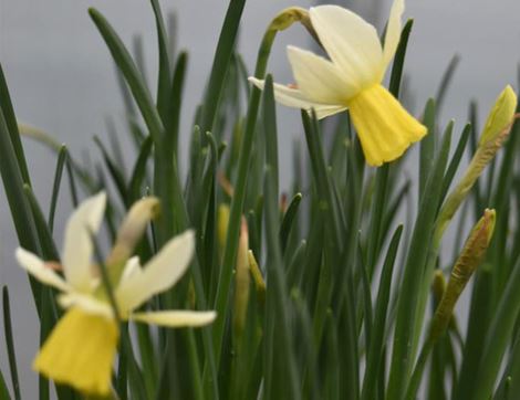 British Narcissi Plant, Organic Blooms